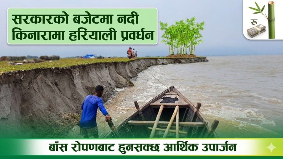 सरकारको बजेटमा 'नदी किनारामा हरियाली प्रवर्धन', बाँस रोपणबाट हुनसक्छ 'आर्थिक उपार्जन'