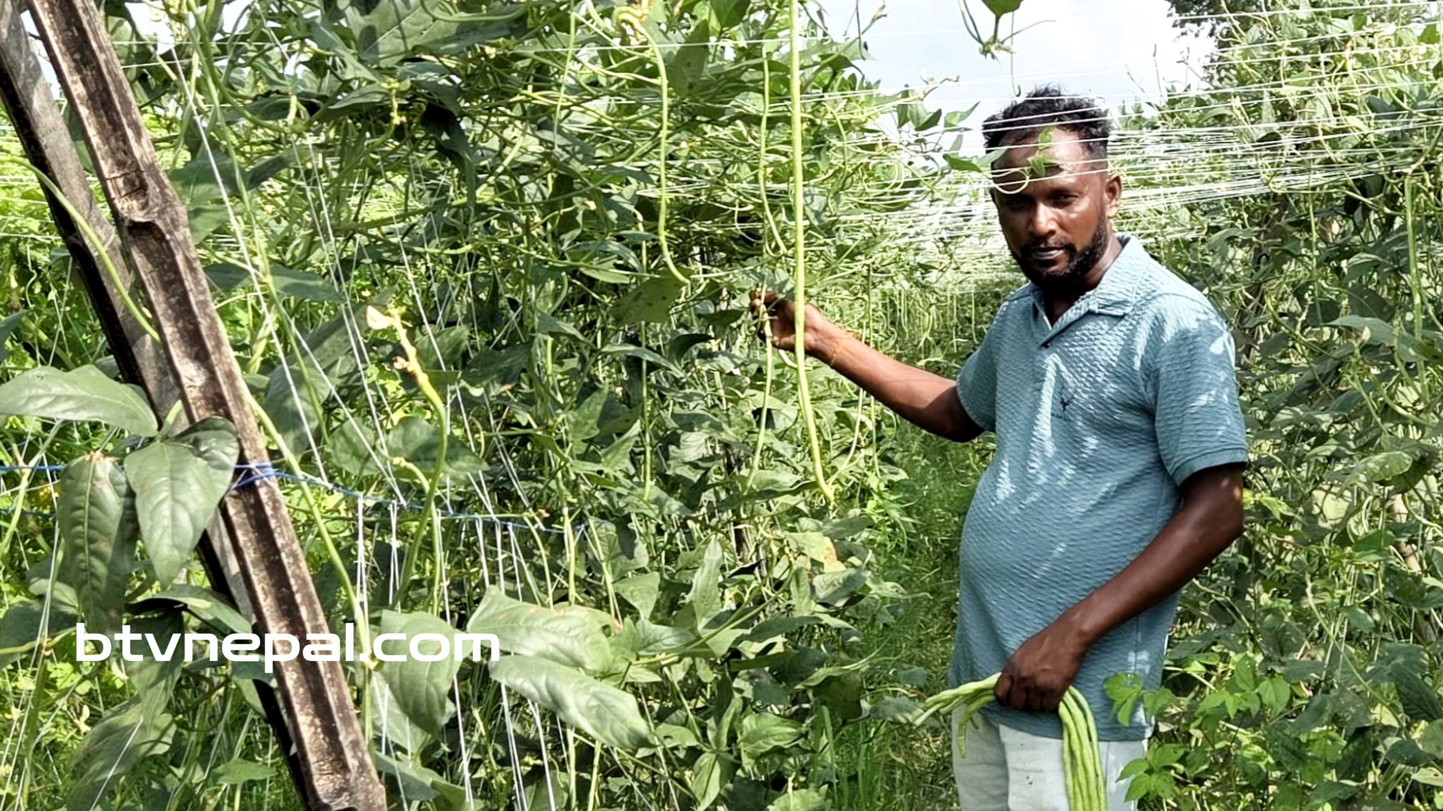 तरकारी खेतीमा युवाको आकर्षण : श्रीलङ्का टप्पुमै कुवेत र मलेसियाभन्दा राम्रो आम्दानी