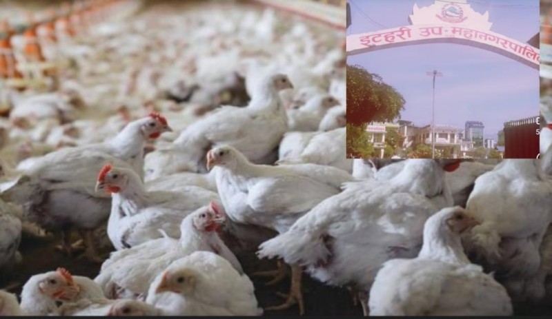 इटहरीका चार वडामा बर्ड फ्लु पुष्टि, हजारौं कुखुरा नष्ट