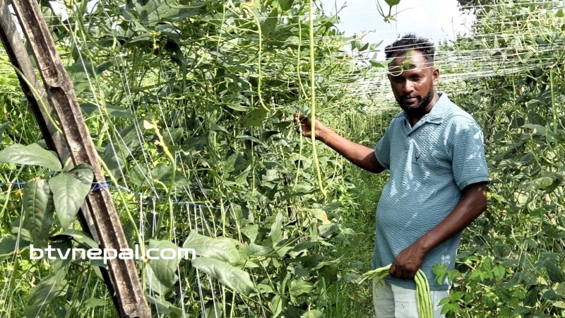 तरकारी खेतीमा युवाको आकर्षण : श्रीलङ्का टप्पुमै कुवेत र मलेसियाभन्दा राम्रो आम्दानी