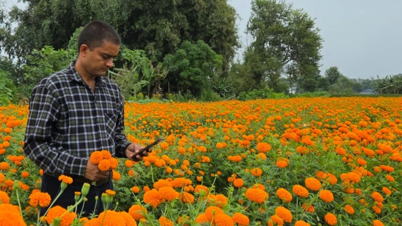 मौसम बिग्रिएपछि सयपत्री फूल किसानको चिन्ता, चक्रवातको त्रास