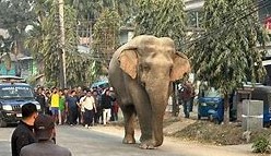 हात्तीको आक्रमणबाट झापामा ६४ जनाको मृत्यु