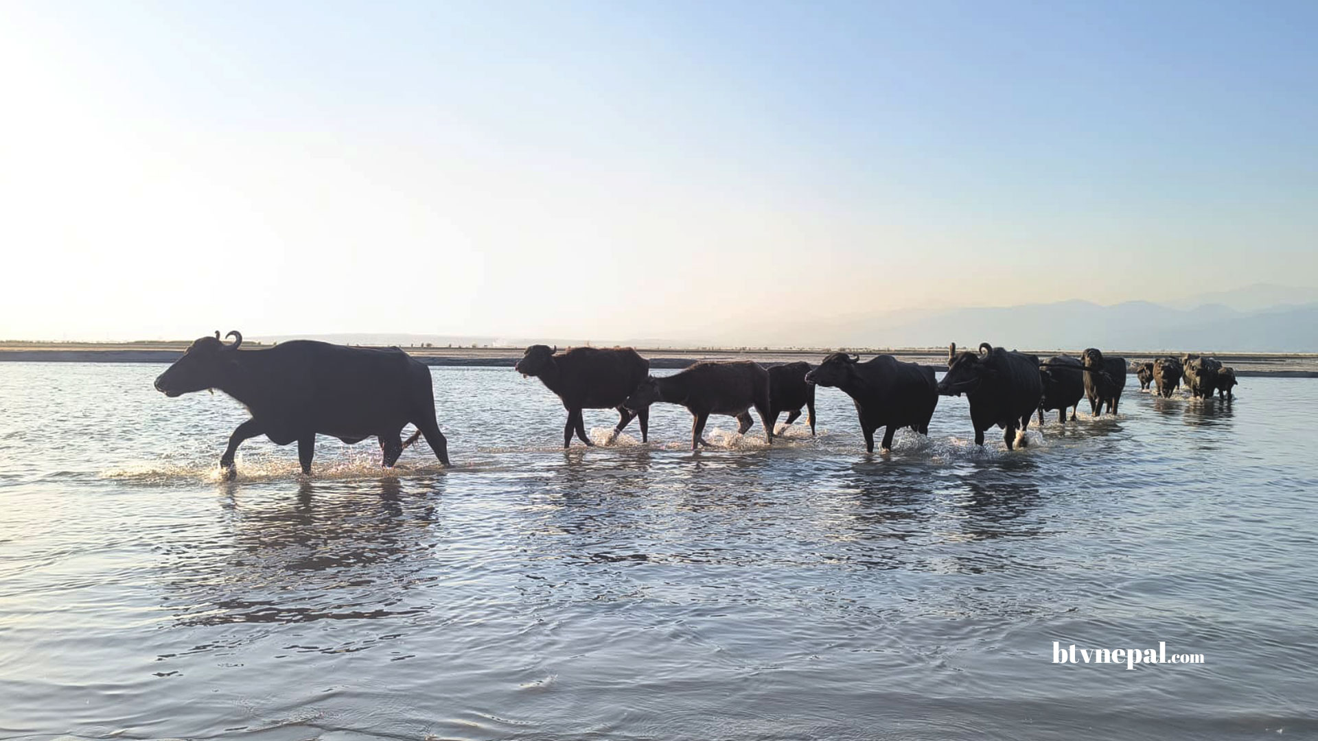 saptakoshi-river-buffalo-1792826038.jpg